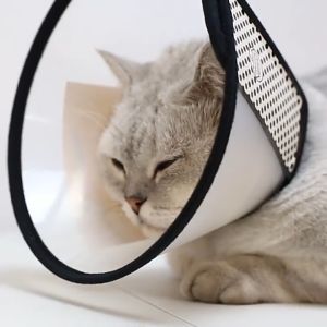 Pet Cat Dog Cone Neck Elizabethan Collar Protective Cover Anti Scratch Bite Cure Wound Recovery E-Collar