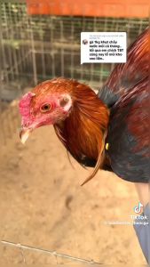 [TRẠI GÀ TUẤN BẾN TRE] Bộ 3 TBT Super 30ml Thuốc xử lý gà sưng mặt sổ mũi sốt bỏ ăn ăn không tiêu dùng cho mọi loại gà