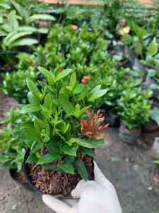 Chậu bông trang cao 15-20cm (chậu 7-8 cây)
