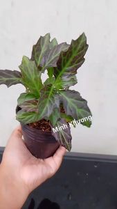 1 Chậu Cây Kim thất tím hàng hiếm- Minh Khương