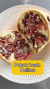 Pokok Buah Delima Pomegranate Fruit Pokok Hybrid Delima Merah Fruit Plant Live Plant SHS Kebun