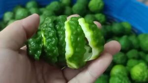 3 in 1 ชุดแชมพูมะกรูด ธรรมชาติ ลดผมร่วง ขจัดรังแค ไม่มีฟอง, 1000 ml