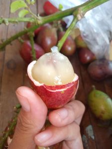 Buah Matoa Super 1kg Fresh Petik (Order Baru Dipetikan)