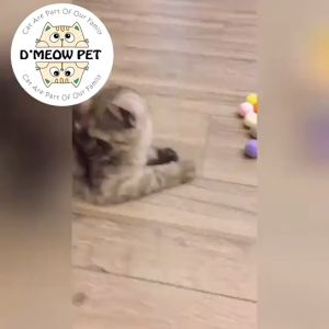 Cat Colorful Fun Bell Ball Interactive Toy for pets Free for any 10SGD purchase