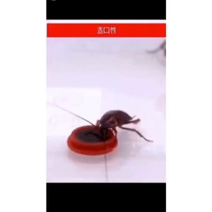 Cockroach medicine cockroach powder serbuk Lipas Umpan racun Lipas killer 10pcs 赵师傅杀蟑螂药 杀蟑胶饵 杀蟑胶饵杀蟑