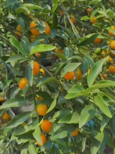 Bibit Tanaman Jeruk Nagami dan Tanaman Jeruk Imlek