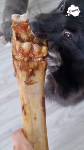 Big cow leg bones กระดูกใหญ่!! กระดูกขาวัวอบแห้ง กระดูกขัดฟัน ขนมขัดฟันหมา umm ขนมหมา ขนมสุนัข