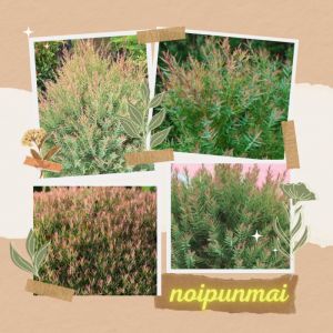 6-นิ้ว ต้นสนหอม กระถาง ขั้นต่ำ 2 ต้น ส่งพร้อมกระถาง