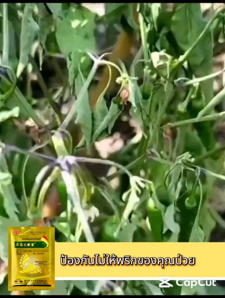 ซื้อ 1 แถม 1 วัคซีนพืชป้องกันโรคพริกเน่า โรคกุ้งแห้ง ผลเน่า โคนเน่า ใบหยิก ใบเหลือง โรคพริก เชื้อรา เชื่อไวรัส