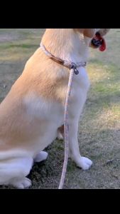 สายจูงสัตว์เลี้ยง สายจูงสุนัข ครบเซ็ต ไม่ต้องใช้ปอกคอ เรื่องแสง หลากสีให้เลือก