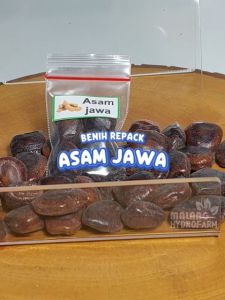 Benih Asam Jawa Unggulan Berkualitas biji bibitsayur sayuran asem hydroponik hidroponik tamanan pot
