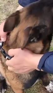 Vòng cổ cho chó mèo hoạ tiết in chuyển nhiệt (mẫu mới) - Hara Pet Store