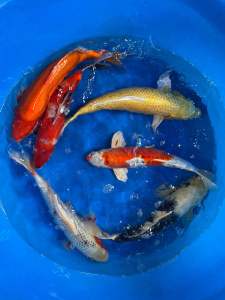 JAPAN KOI IMPORT 40-45cm from OMOSAKO  MARUSEI & HOSHIKIN FARM ( Yamabuki Ogon  Shiro Utsuri  Kikusui  Benigoi Sanke  Asagi ) - price per koi