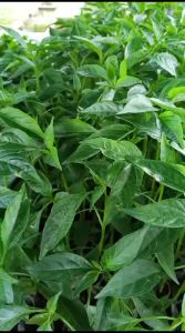 (20 POHON) BIBIT SEMAI CABE HIJAU PANJANG KUALITAS UNGGUL SIAP TANAM