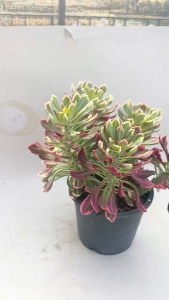 Euphorbia ritchiei นาคราชด่าง