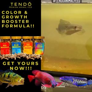 Magot Kering Pakan Ikan Channa Chana Arwana Maggot Tendo 60 gram