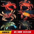 TongDe Crab Model Marine Animal Toy Children's Realistic Bottom-Dwelling Bivalve Shellfish Toy Plastic Static Animal Model. 