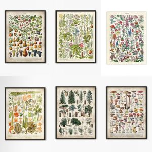 Vintage Antique Book Wall Art Plant Illustration Medicinal Herb Fruit Seaweed Tree Mushroom Canvas Painting Home Decor Gift