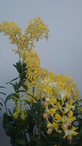 Phân bón lá Đầu Trâu MK 701 NPK 10-30-20. Kích Thích Ra Hoa. huyên dùng cho hoa lan - cây cảnh.