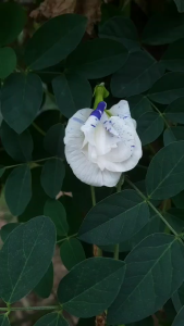 เมล็ดอัญชันด่าง 40 เมล็ด อัญชันซ้อนด่าง อัญชันขาวด่าง ม่วงด่าง เมล็ดพันธุ์แท้ปลูกต่อได้