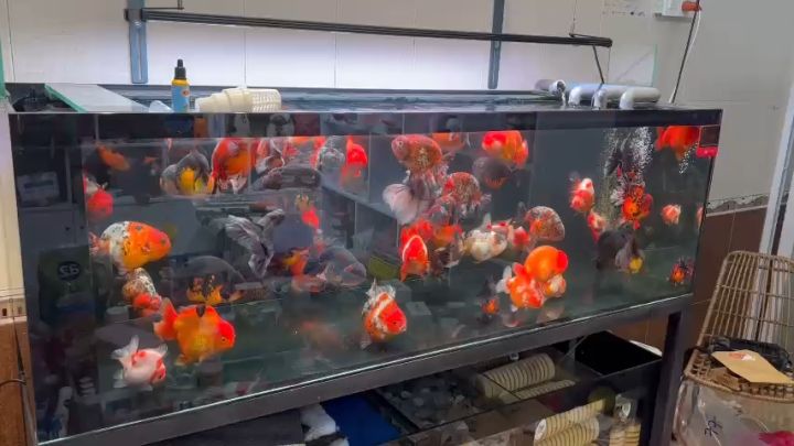 Cám cá vàng Nhật Phong, Siêu tăng trọng, Siêu kích màu cho cá vàng ...