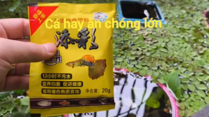 THỨC ĂN CÁ CẢNH GÓI VÀNG MẪU MỚI - Giup cá cảnh ăn nhiều lớn nhanh