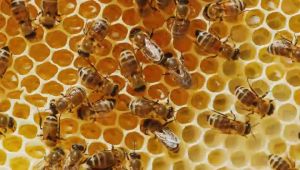 Raw Honey Madu Mentah TERNAK Asli KALIANDRA Tanpa Campuran 500ML