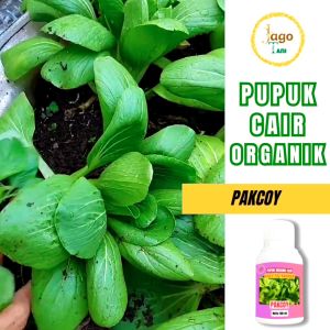 Pupuk Pakcoy Organik Terbukti Ampuh Melebatkan Daun Pakcoy Jadi Gemuk Segar By Jagotani Yogyakarta