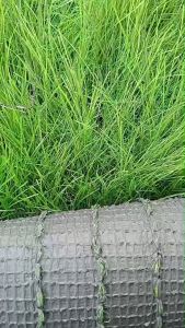 หญ้าฟางเทียม แฝกเทียม สีเขียว ธรรมชาติ ขนฟางยาว 15 CM. กว้าง 1 ยาว 20 เมตร ต่อ1ม้วน เคลือบกัน UV