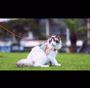 Tali Tuntun Kucing Rompi Harness Anjing Rompi Tali Kucing Harness Dog Leash Kecil Tali Kalung Kucing