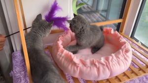 Cat Bed, Pet Bed, Dog Bed, Pet Mat, Cat Mat, Dog Mat: Warm Winter Super Soft