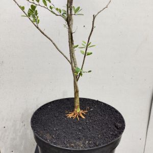 bonsai saingsimbur vietnam sudah program akar