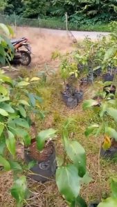Paket 3 Bibit Alpukat Hass Berkualitas Tinggi