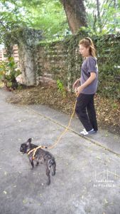 สายจูงสุนัข สายจูงหมา สายจูงสัตว์เลี้ยง เชือกจูง เชือกจูงสุนัข สายคล้องสําหรับสัตว์เลี้ยง อุปกรณ์สัตว์เลี้ยงพันธุ์เล็ก - ใหญ่