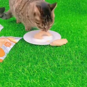40g Pet Steam Chicken Breast Cat Dog Snacks Pet Treats for Cat Pet Food