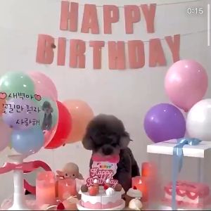 ชุดวันเกิดหมา พร้อมหมวกวันเกิด ผ้าพันคอ, สกิสโอ ชุดวันเกิดแมว, เซตวันเกิดน้องหมาน้องแมว, สกิสโอ หมาน้อง ผ้ากันเปื้อน