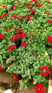 Cây cúc indo chậu treo (ảnh thật)