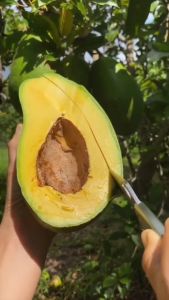 Bibit Alpukat Mentega Super Pulen: Panduan Lengkap