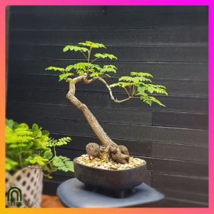 SeedsPLAZA™ - Bonsai Moringa Seeds for Planting Herbal Plants (3 Seed) + Planting Instructions real Malunggay