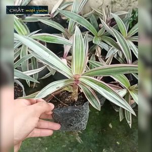 Cây Sò Huyết giống - Ngọc Trai giống - Lẻ Bạn giống (cây đại)