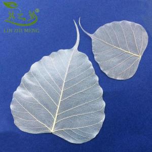 ใบไม้โพธิ์แท้ ซีกอัจฉริยะ ธรรมะ ต้นฉบับ สำเนา วาดภาพพุทธเจ้า ดั้งเดิม งานฝีมือ อุปกรณ์งานฝีมือ อุปกรณ์ตกแต่งบ้าน สไตล์ชาติ