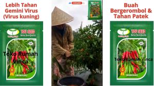 Benih Cabe Rawit Hijau ORION HIJAU F1: Panduan Lengkap untuk Pemula