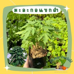 ต้นมะละกอแขกดำแท้1ต้นลงถุง(ราคาส่ง)มีจำกัดราคาถูกที่สุด ส่งพร้อมถุงดำ6นิ้ว ผักสวนครัว ผักสวนครัวปลูกง่าย ผักสวนครัวพร้อมปลูก ผักออร์แกนิก