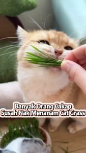 AJPET【Rumput Kucing Tumbuh Dalam Air】Hydroponics Cat Grass Kit Cat Planting Box Cat Grass Grow In Water Cat Grass Set Biji Benih 水培猫草