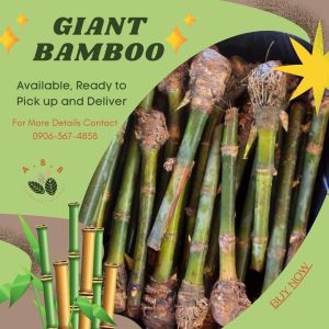 Giant Bamboo Cuttings- Dendrocalamus Asper