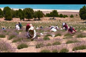 ชาลาเวนเดอร์ Lavender tea 50g ตราปราชญา