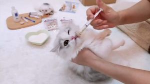 สลิงป้อนนมแมว จุกนมกระรอก จุกนมลูกแมว จุกป้อนนมแมว นมแมวแรกเกิด สำหรับสัตว์เลี้ยงหลังทำคลอดแมว ทำคลอดหมาแมว ทำแผลสัตว์เลี้ยงหลังทำคลอดแมว