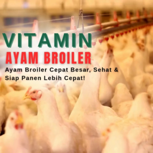 Vitamin Ayam Broiler Obat Ayam Vitamin Penggamuk Ayam Suplemen Penambah Nafsu Makan.Vitamin ayam