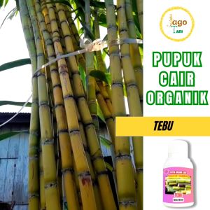 Pupuk Organik Cair Tebu 100 Ml Booster Pemicu Tumbuh lebih Cepat Dan Besar By Jagotani Yogyakarta