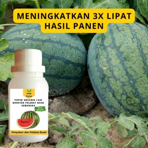 Pupuk Semangka Cepat Berbuah / Pupuk Pelebat Buah Semangka / Pupuk Booster Semangka Cair